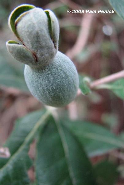 Pineapple guava's fuzzy fall fruit